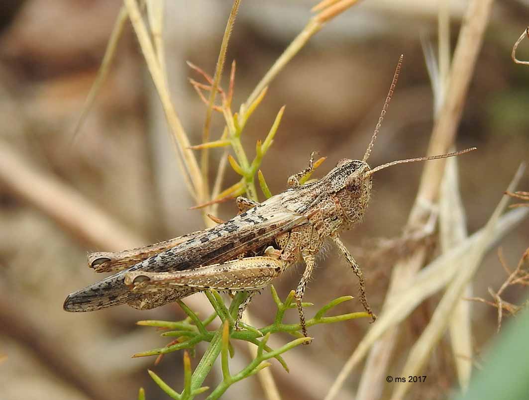 Sphingonotus ?  No, Chorthippus (Glyptobothrus) brunneus brunneus